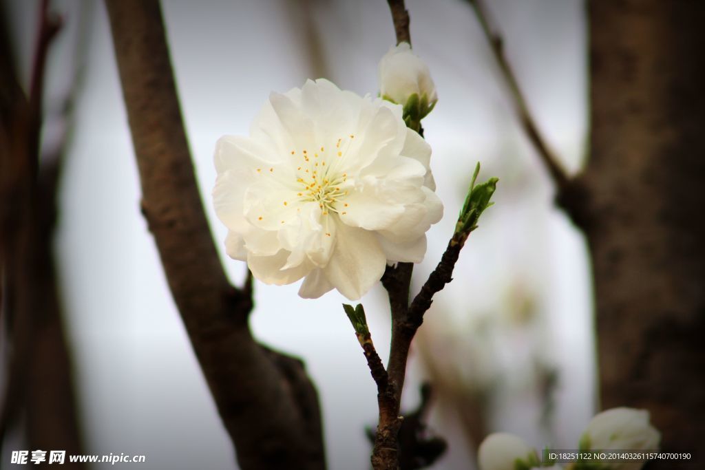 白色桃花特写