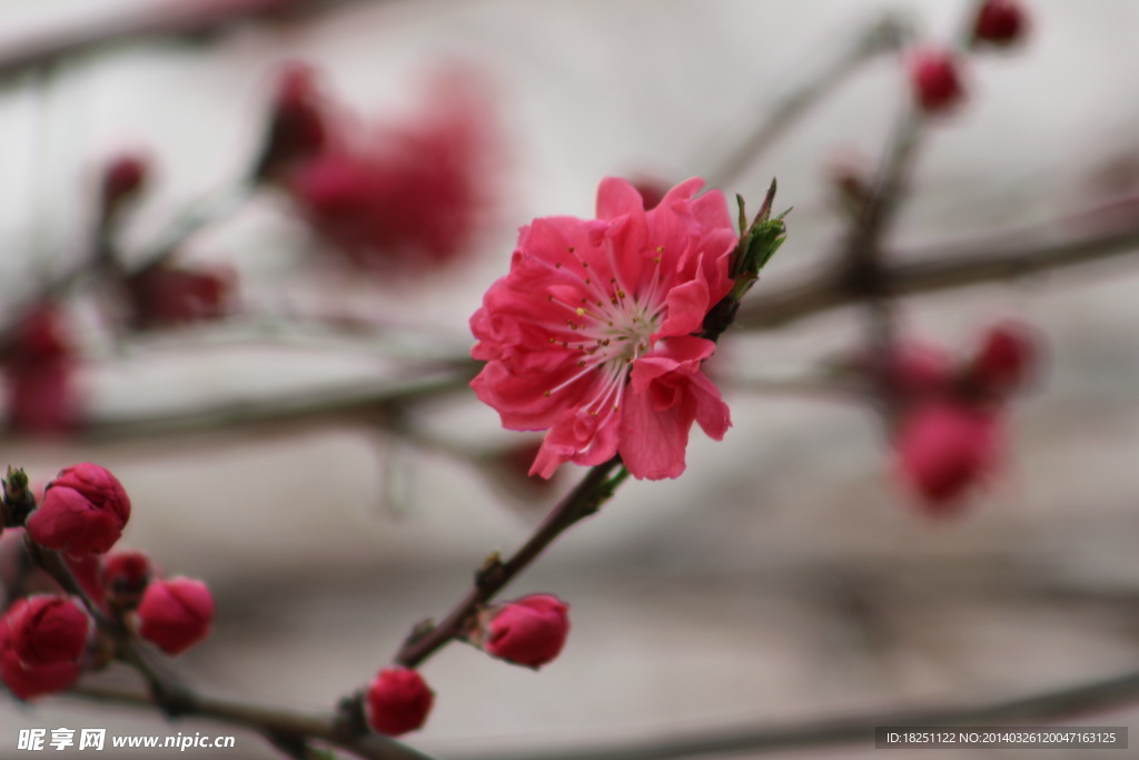 红色桃花