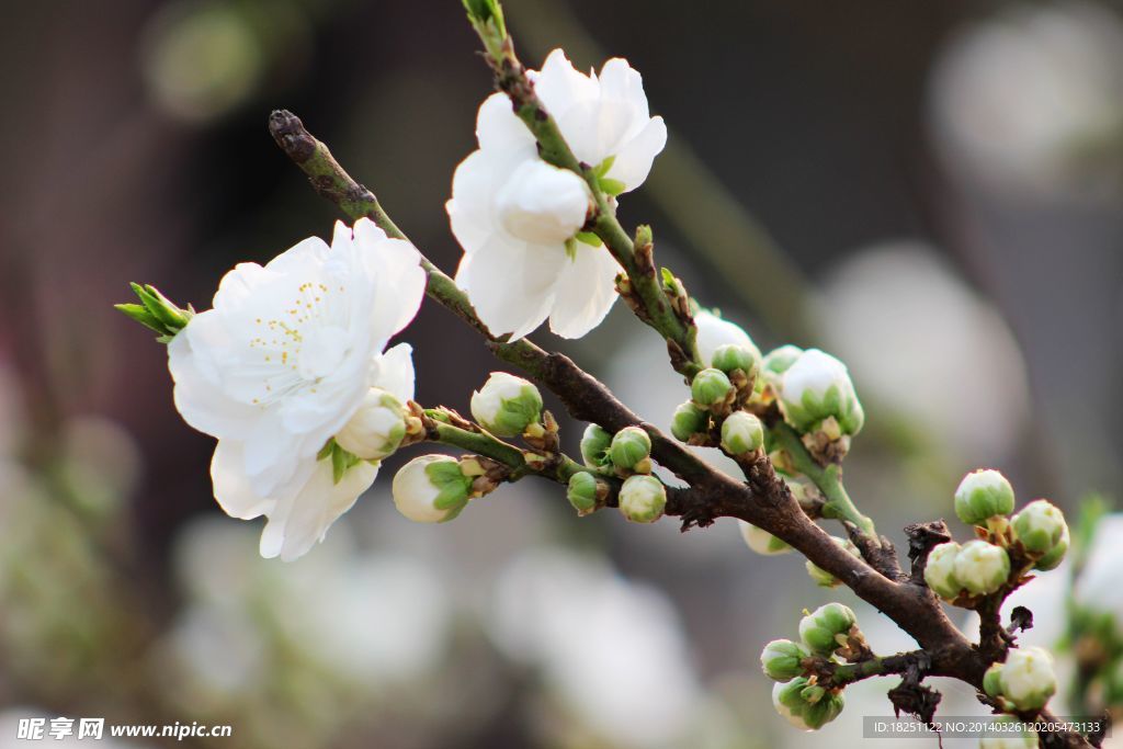 白碧桃花