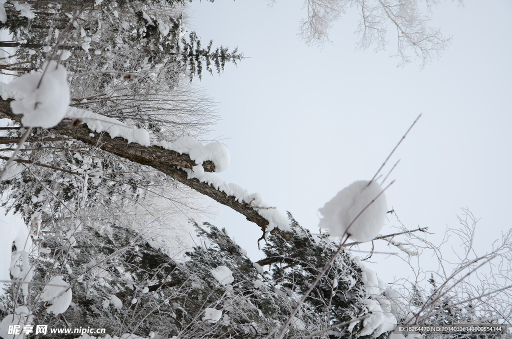 雪人上树