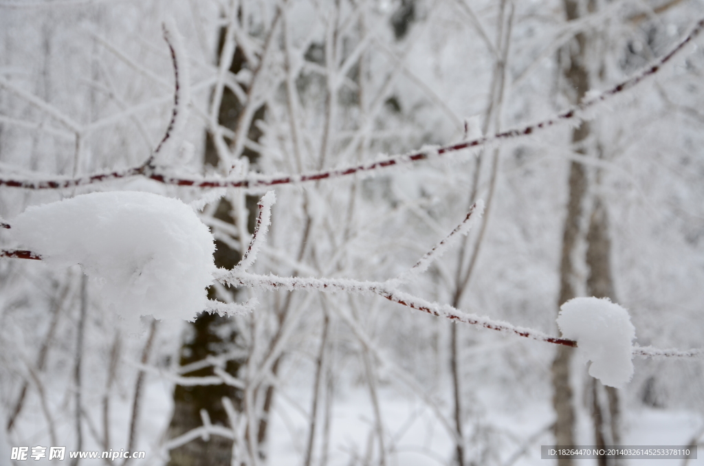 雪树