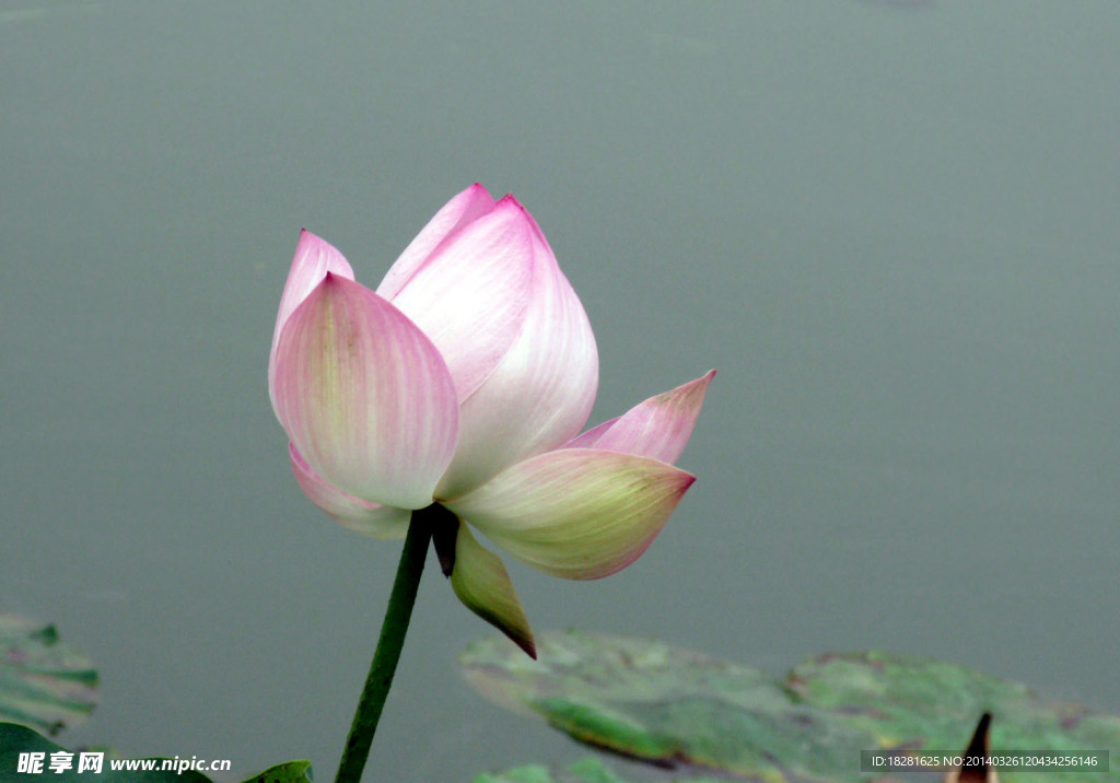 出水芙蓉 莲