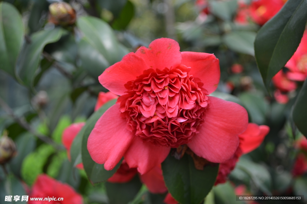 山茶花