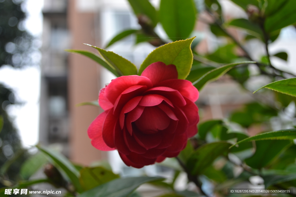 茶花