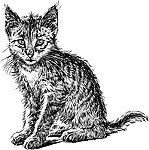 手绘猫