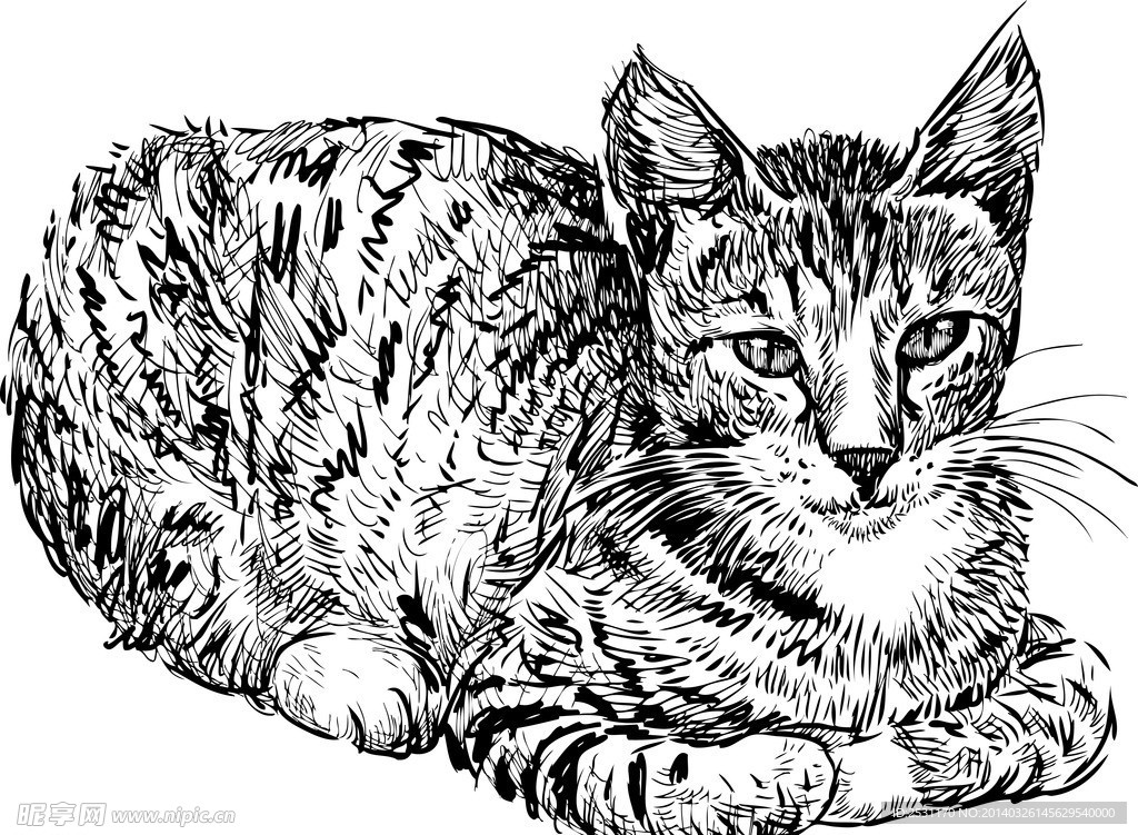 手绘猫