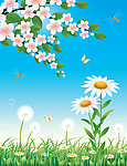 菊花