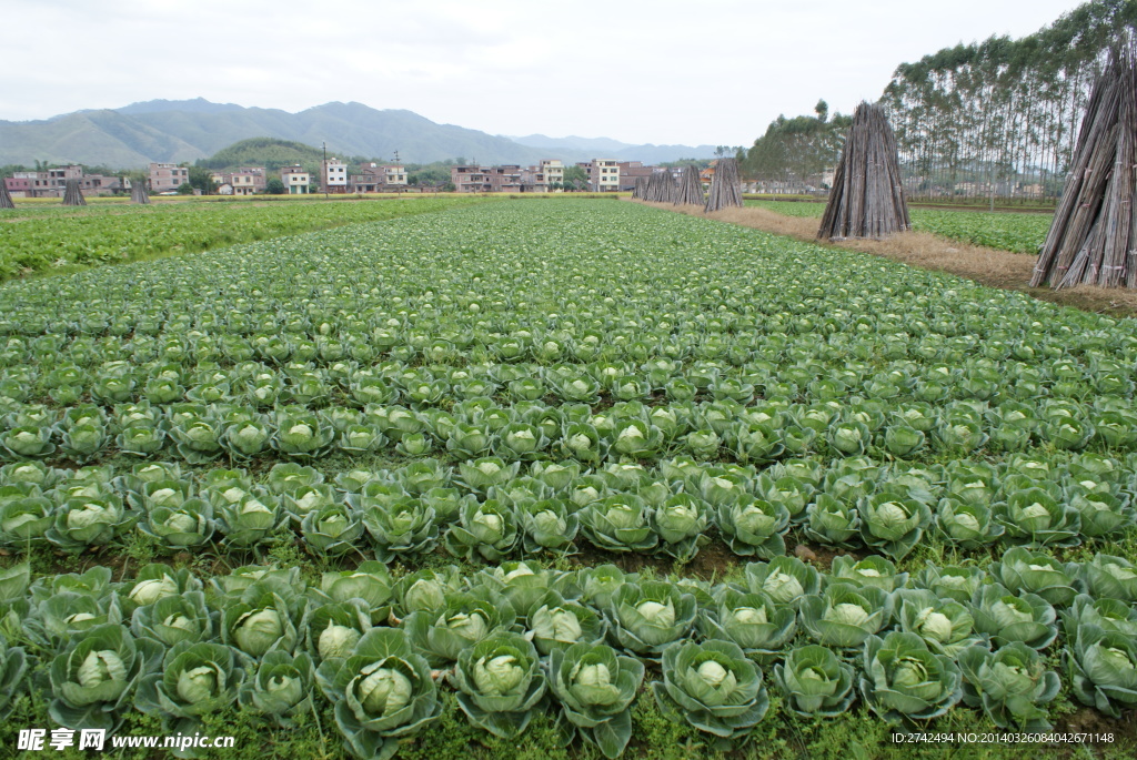 卷心菜种植基地