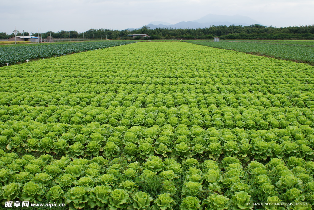 生菜种植基地