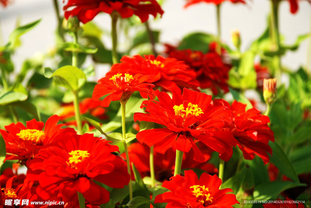 花花