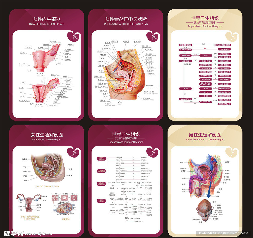 图18～12 内生殖器的发生 (二)-功能组织学与胚胎学-医学