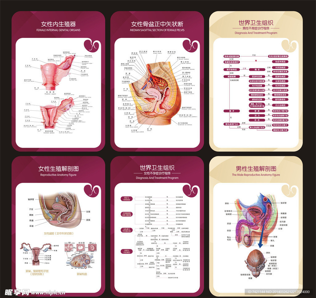 240.女性内生殖器 (冠状切面)-基础医学-医学