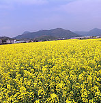 油菜花