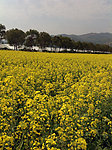 油菜花