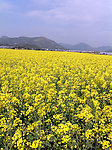 油菜花