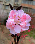 粉红花