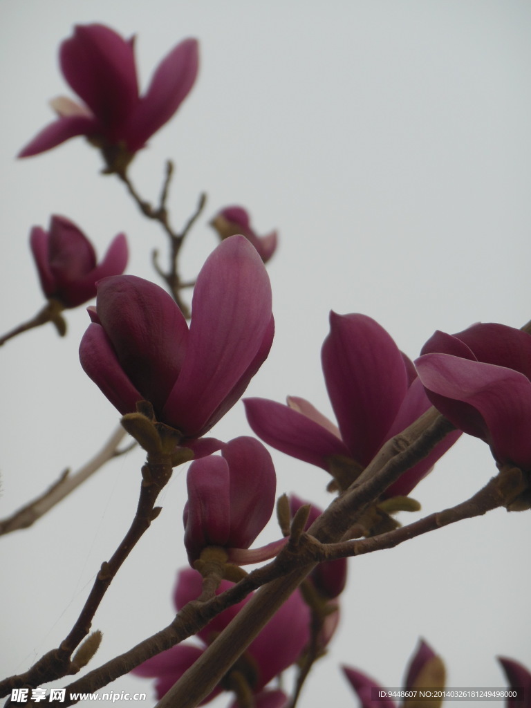 玉兰花
