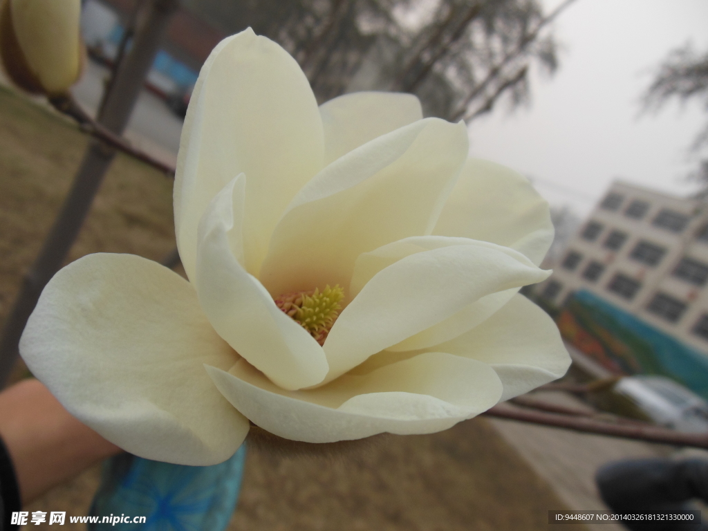 玉兰花