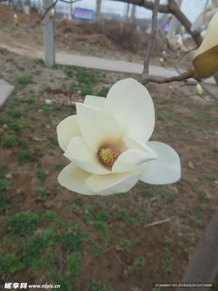 玉兰花