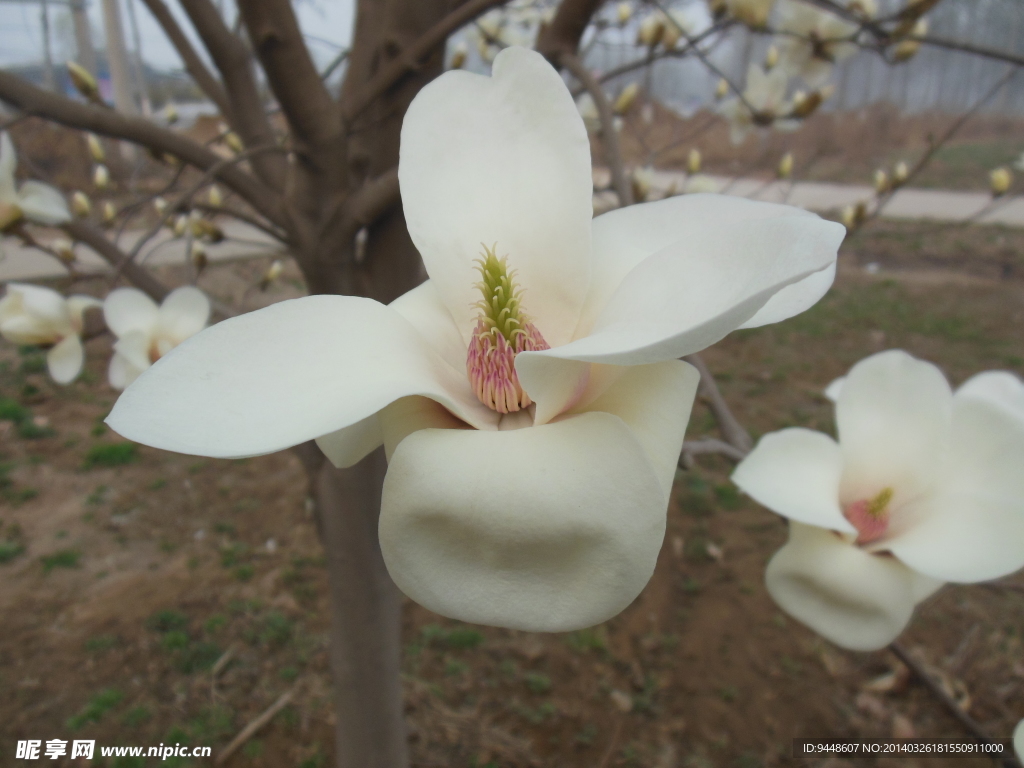玉兰花