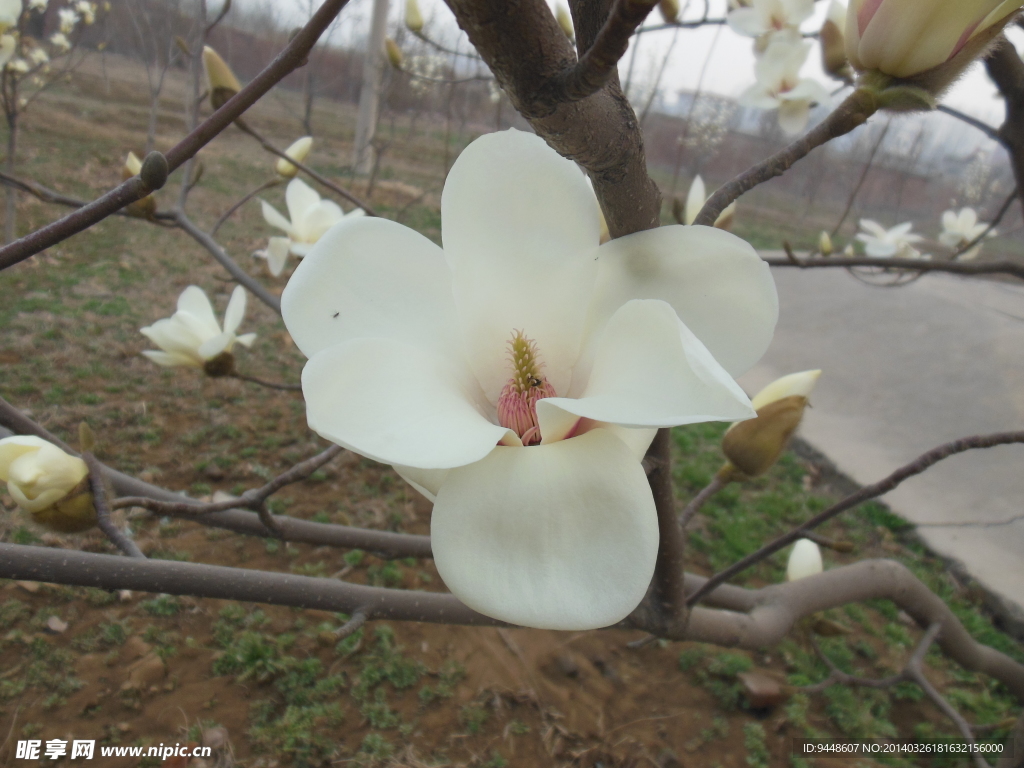 玉兰花