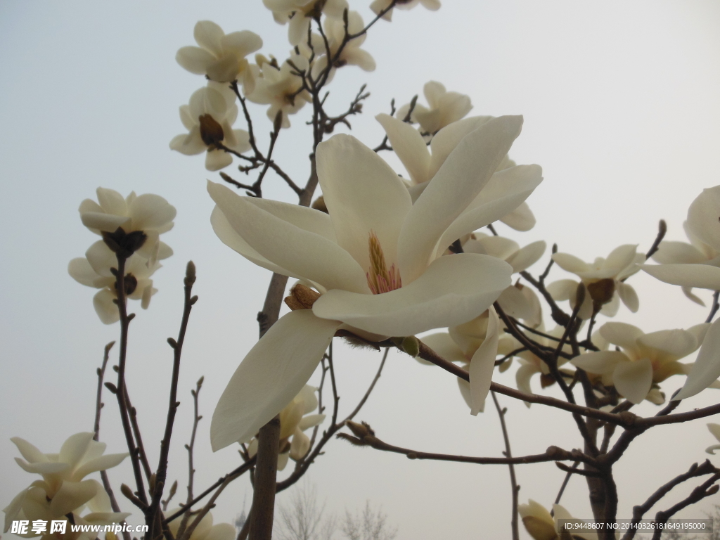 玉兰花
