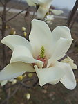 玉兰花