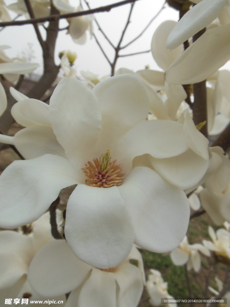 玉兰花