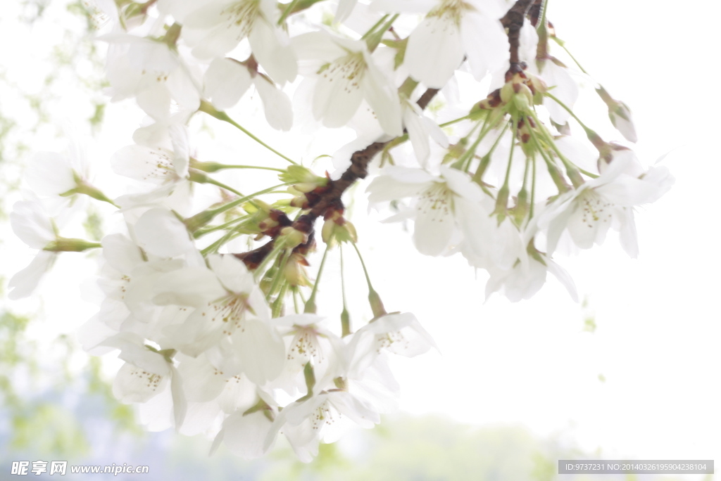 樱花