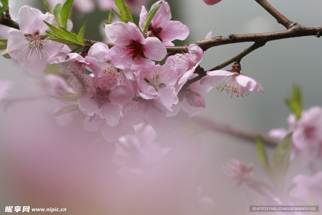 桃花