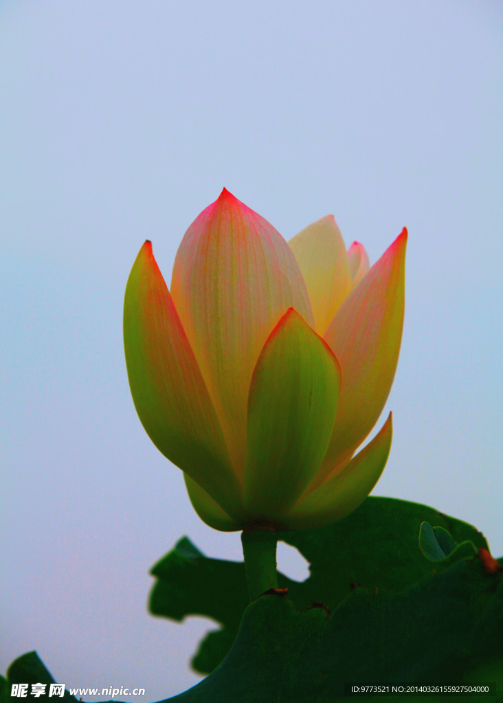 荷花