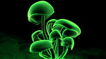 3D蘑菇菌类