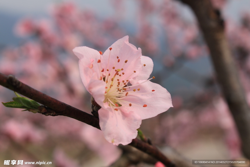 油菜花节 桃花运