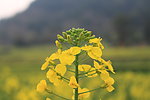 油菜花开