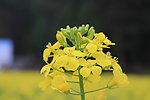 油菜花节 怒放