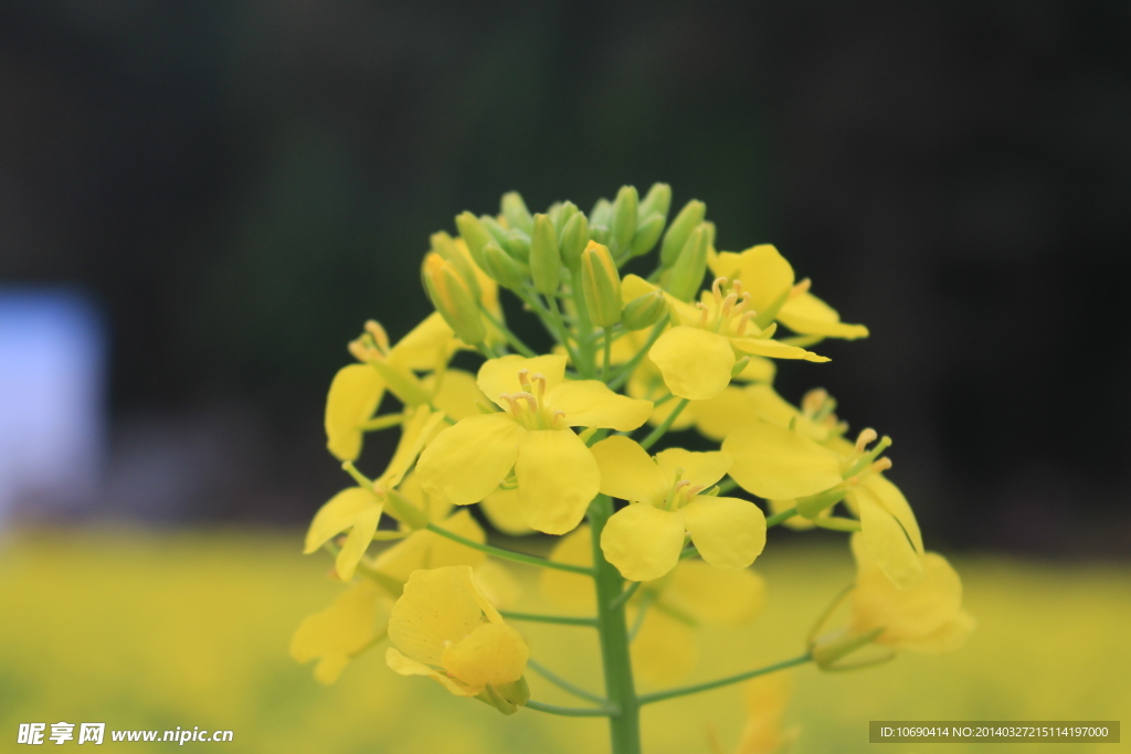 油菜花节 怒放