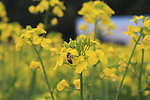 油菜花节 蜜蜂采蜜