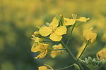 仙居油菜花节