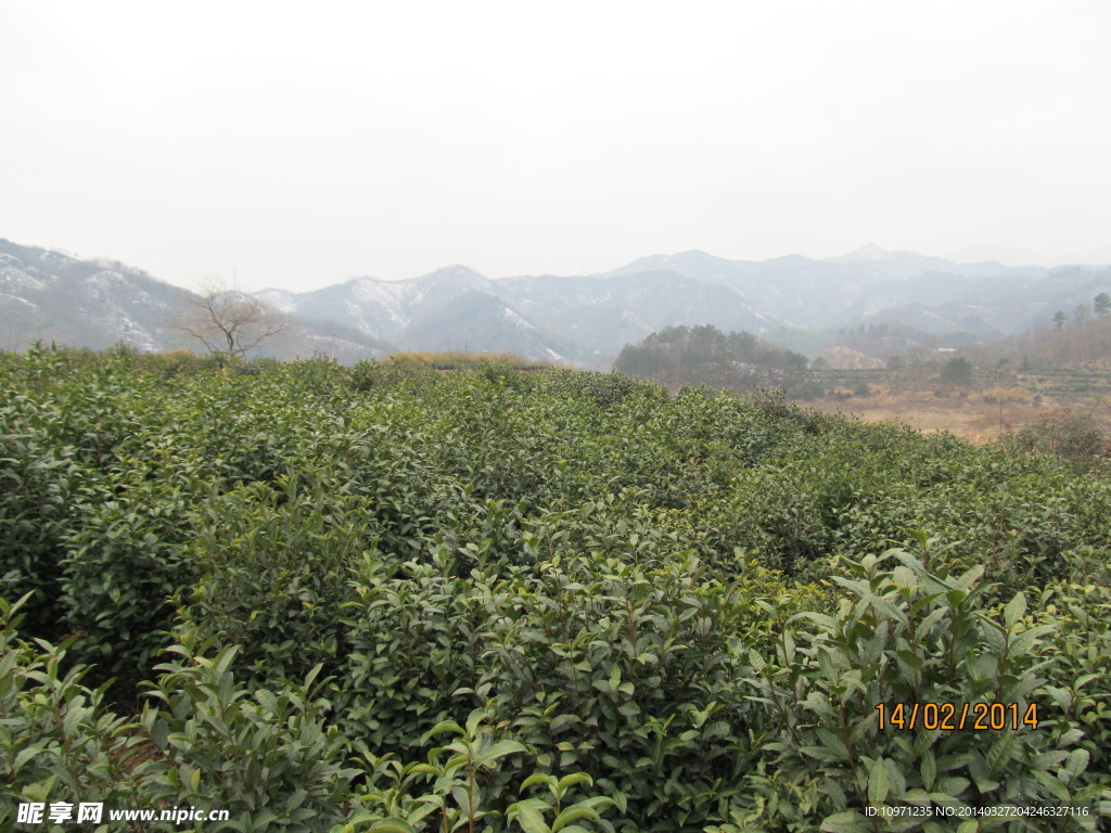 茶叶树