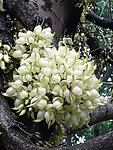 禾雀花