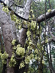 禾雀花