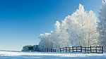 雪景