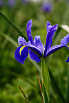 鸢尾花