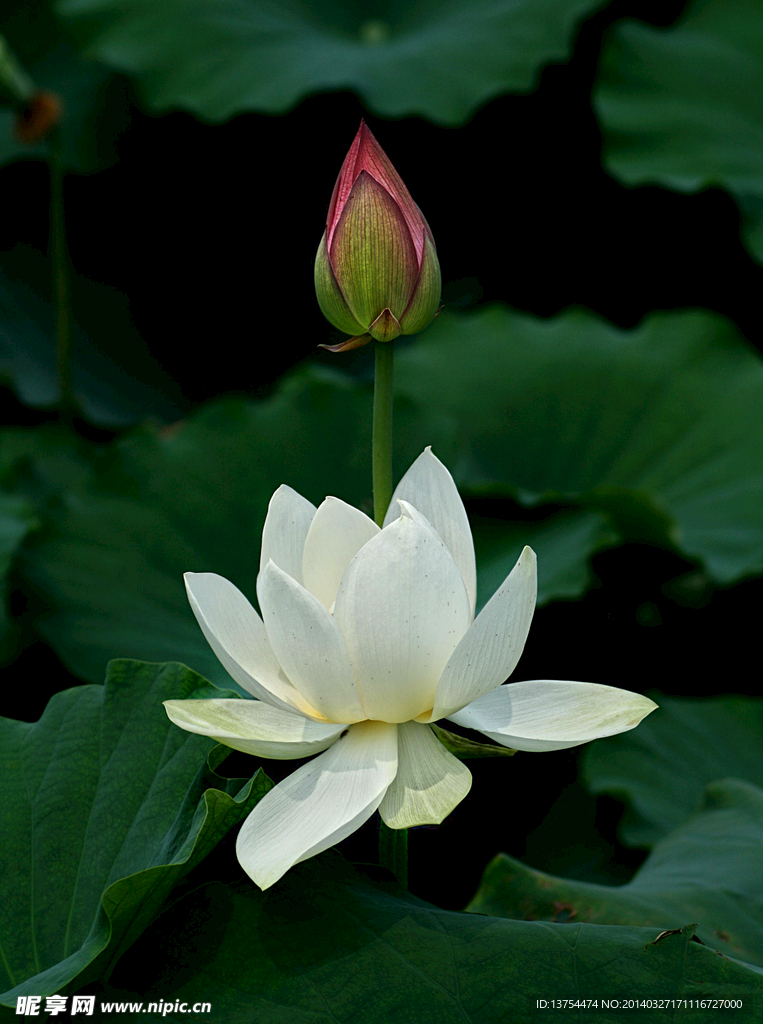 白花红蕾