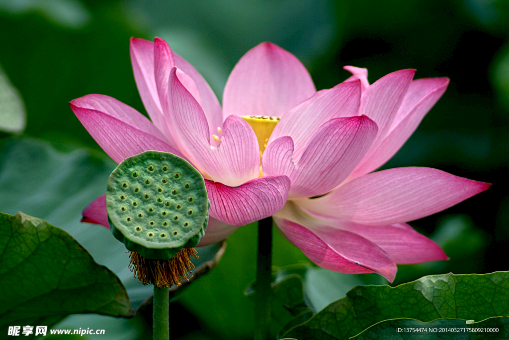 花果