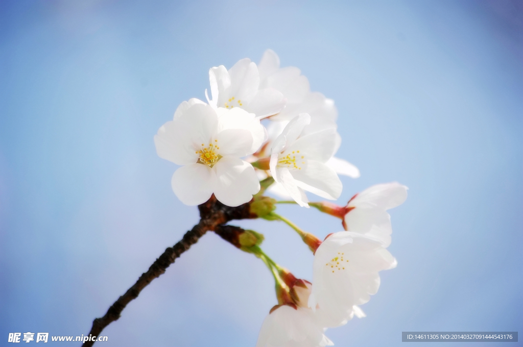 美丽樱花