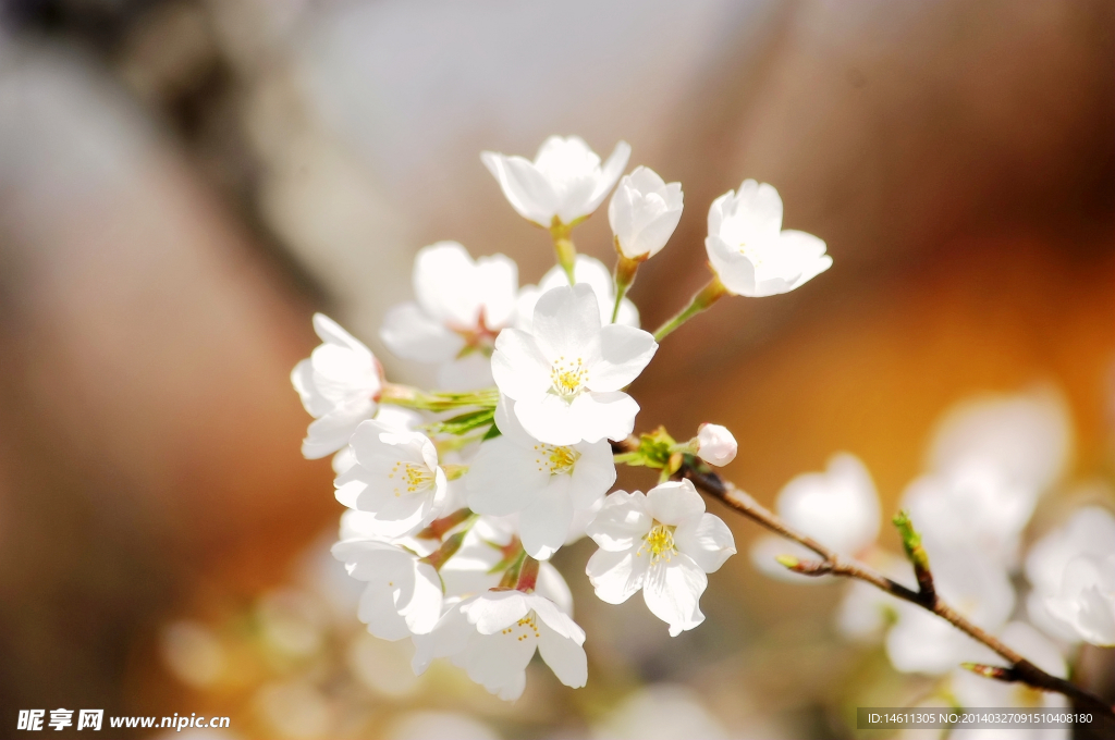 白色樱花