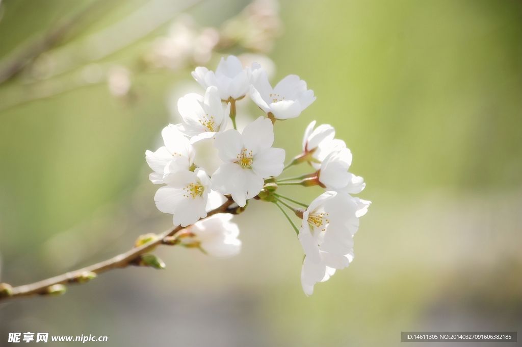 樱花