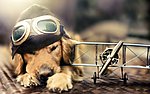飞行员宠物狗摄影