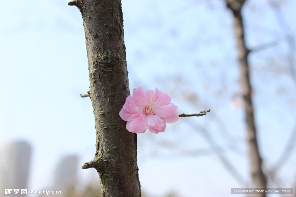 桃花